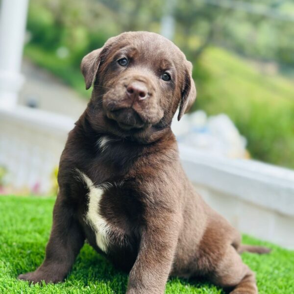 Labrador Retriever Chocolate Medellín