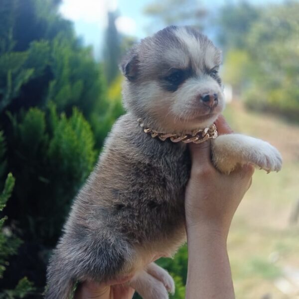 Lobo Pomsky Medellín