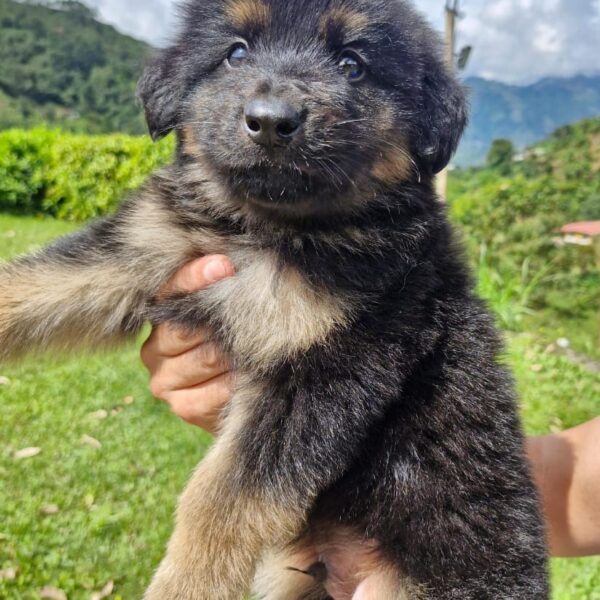 Comprar Pastor Aleman Pelo Largo