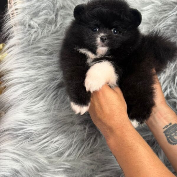 Pomerania Negro Mini Cachorro