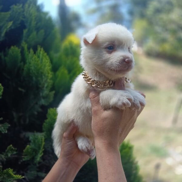 Pomsky Blanco Colombia