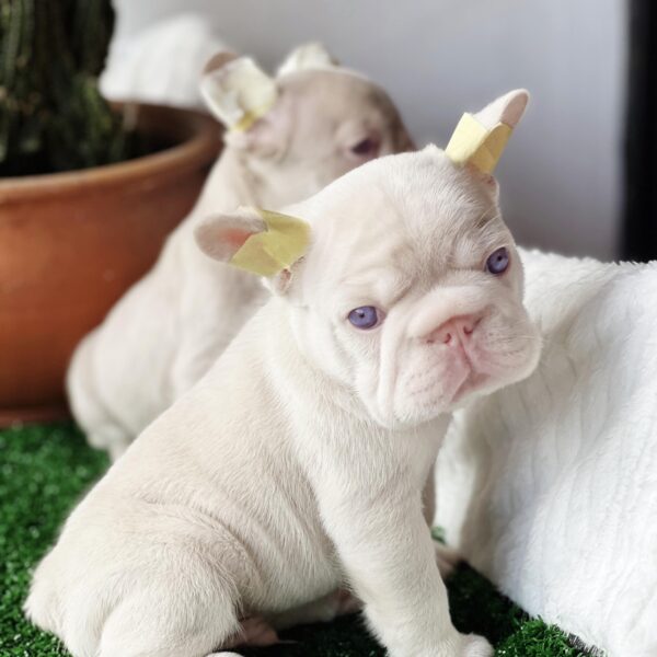 Bulldog Francés Pink Colombia