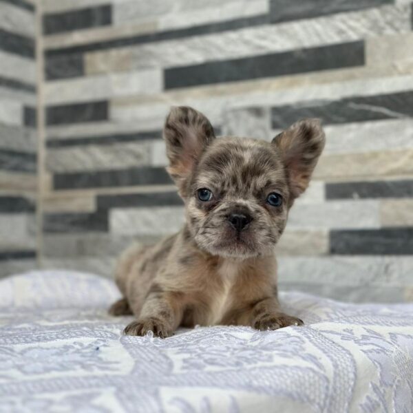 Bulldog Fluffy Merle Precio