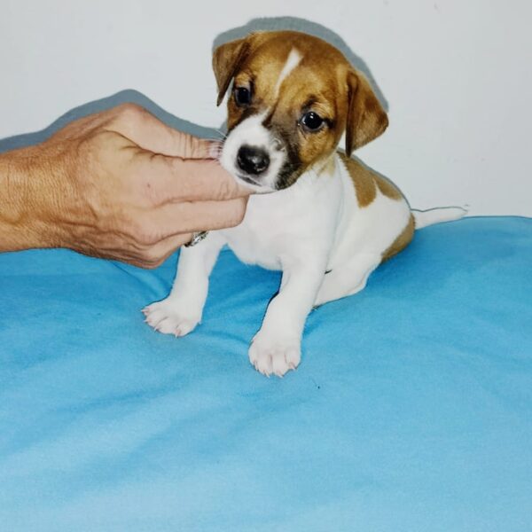 Jack Russel Terrier Bogotá