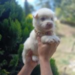 Pomsky Blanco Colombia