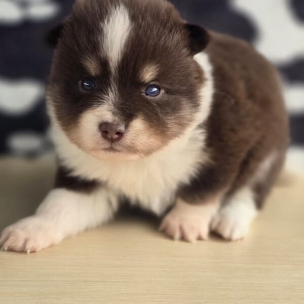 Mini Pomsky 6Ta generación Manto Rojo Colombia