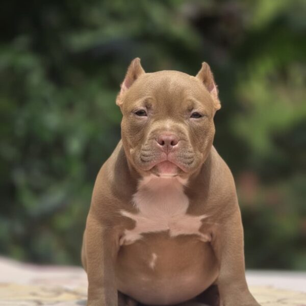 American Bully Pocket Cachorro