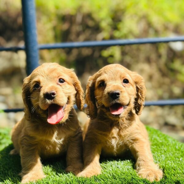 Cocker Spaniel bebé Bogotá