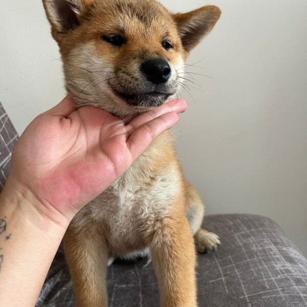 Akita shiba inu Medellín