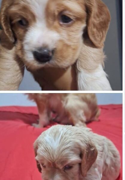 British Cocker Spaniel Colombia