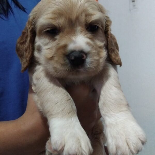 English Cocker Spaniel Colombia