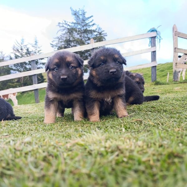 Cachorros Pastor Alemán Bebés Colombia