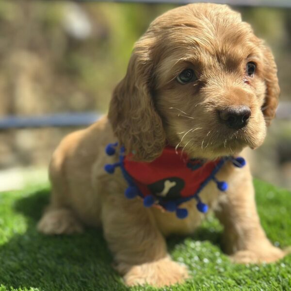 Cocker Spaniel bebé Bogotá