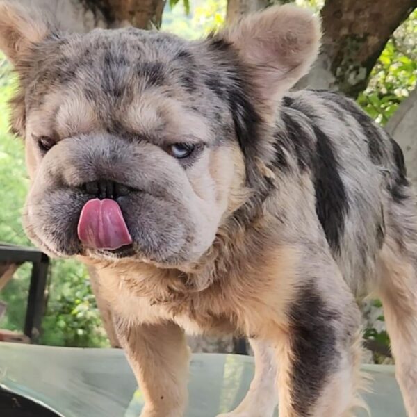 Stud Fluffy Big Rope Blue Merle at