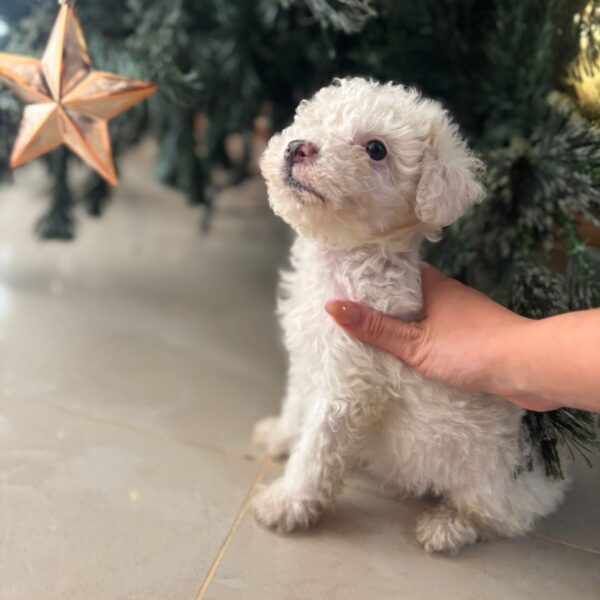 cachorros french poodle mini toy