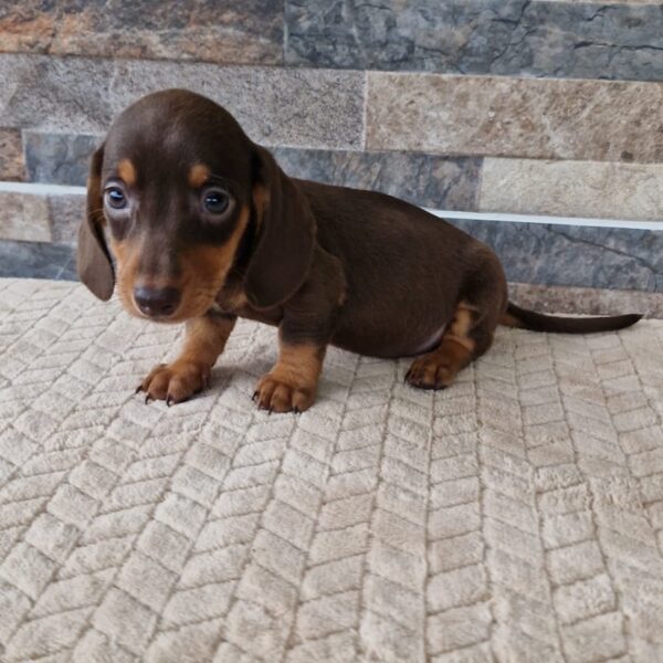 Perro Salchicha Teckel Chocolate Colombia