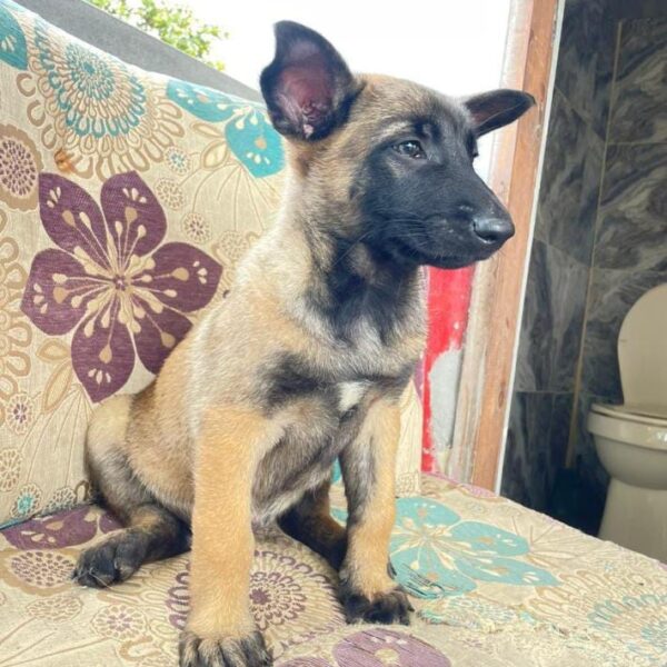 Cachorro Pastor Belga Malinois Colombia