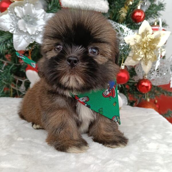 Shih Tzu Bebé Café Sable Medellín