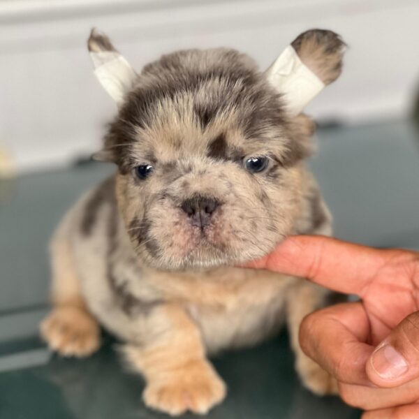 Bulldog fluffy Big Rope Blue Merle At Medellín
