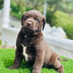 Labrador Retriever Chocolate Medellín