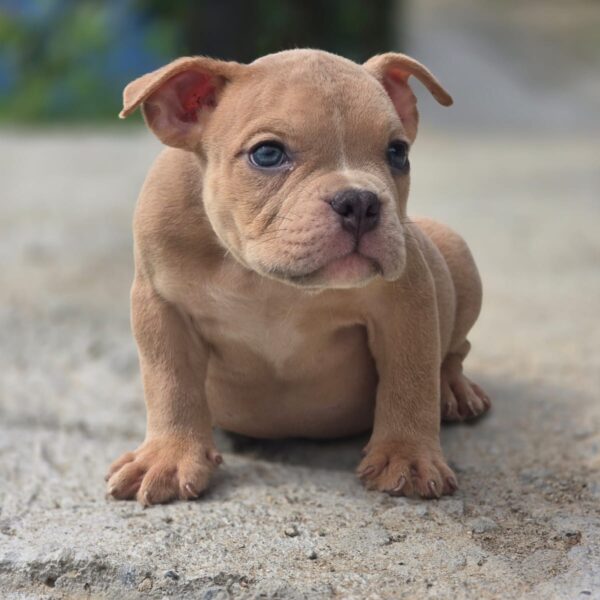 American Bully Pocket Venta