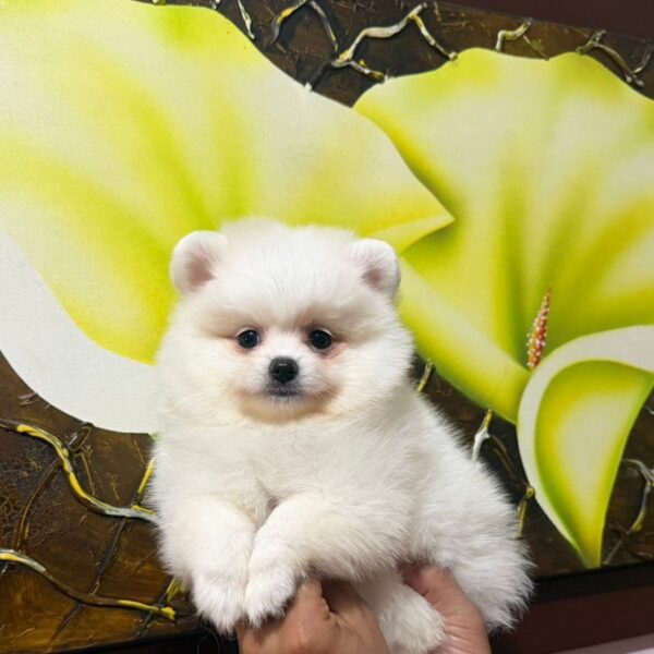 Pomeranian Cara de Oso