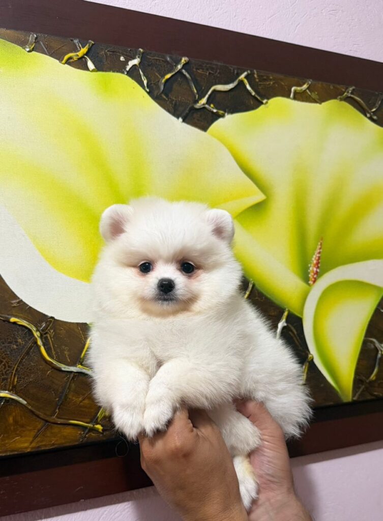 Pomeranian Cara de Oso