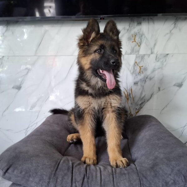 Pastor Alemán Pelo Largo Medellín