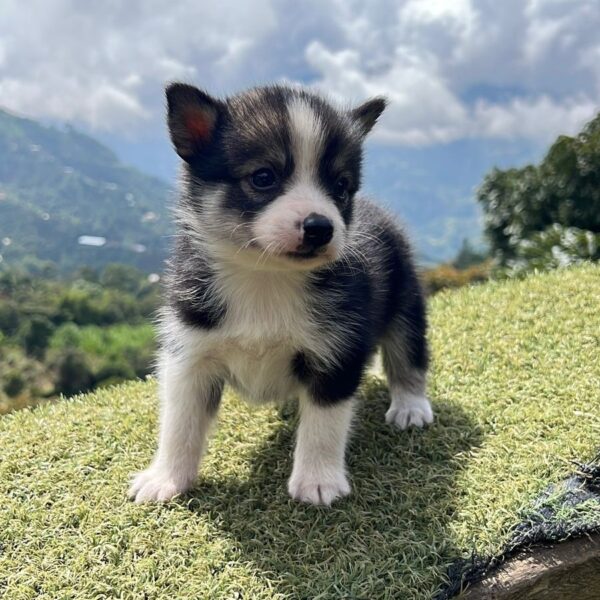 Pomsky 6Ta Generación Colombia