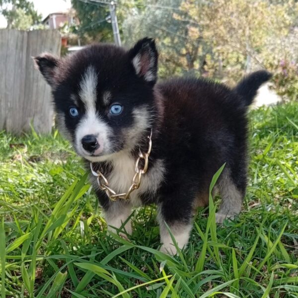 Pomsky Medellín Manto Negro Ojos Azules