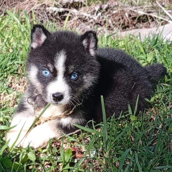 Pomsky Medellín Manto Negro Ojos Azules