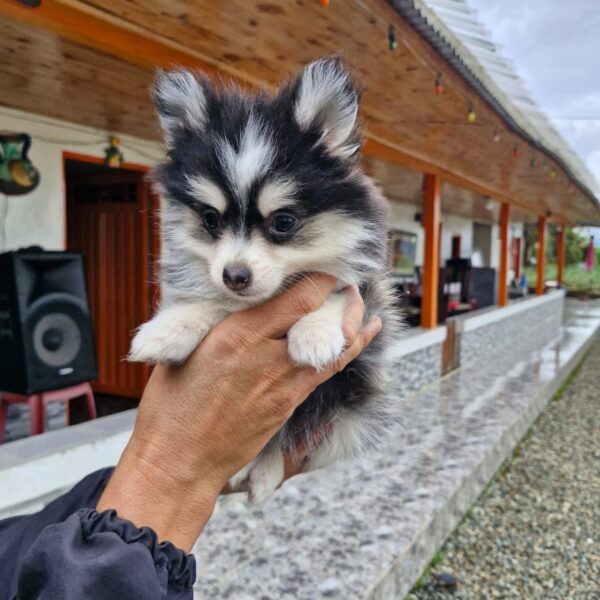 Perro de Raza Pomsky Manto Negro
